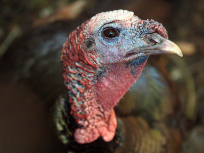 [Close view of the left side of the turkey's head. A relatively short beak sticks out from the red and tan folded skin of the turkey's head and upper neck. There is a folded piece of skin on the top of the beak near the head. The turkey has a brown eye.]